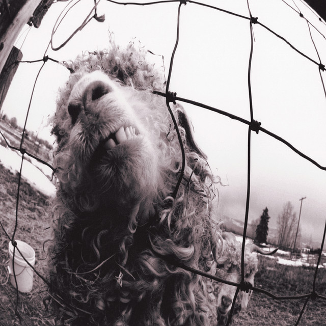 Accords et paroles Leash Pearl Jam