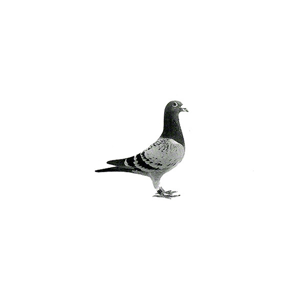 Accords et paroles London Pet Shop Boys