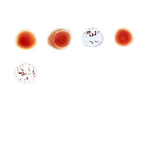Accords et paroles Mirrorball Peter Gabriel